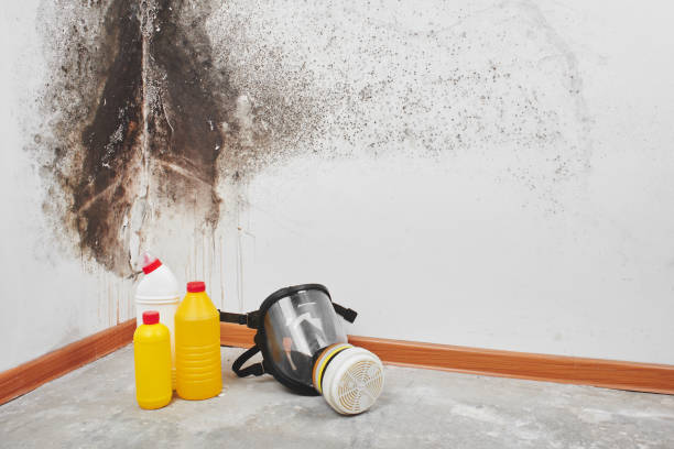 Best Best Mold Removal Companies  in Cactus Flats, AZ