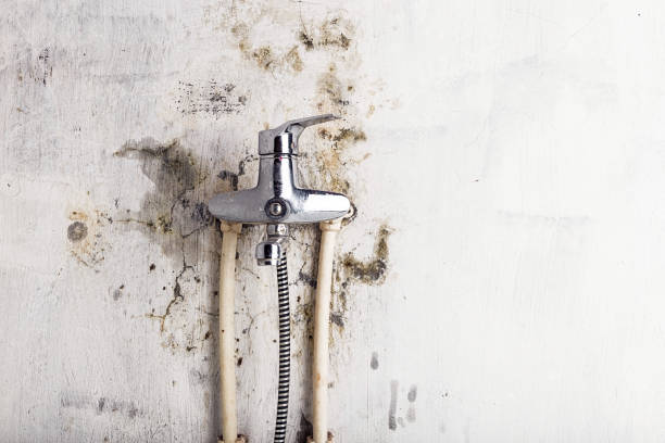 Best Professional Mold Removal  in Cactus Flats, AZ