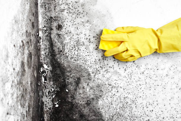 Certified Mold Removal in Cactus Flats, AZ
