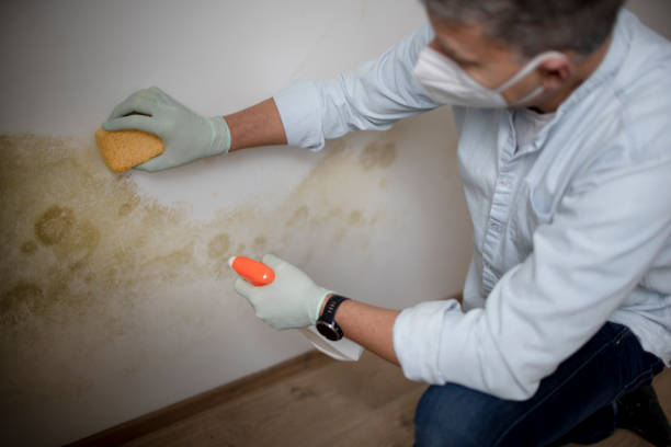 Best Mold Remediation  in Cactus Flats, AZ