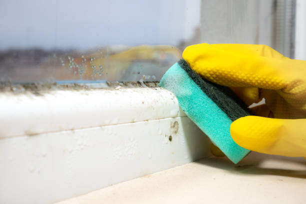 Mold Removal and Inspection in Cactus Flats, AZ