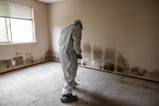 Best Local Mold Removal Service  in Cactus Flats, AZ