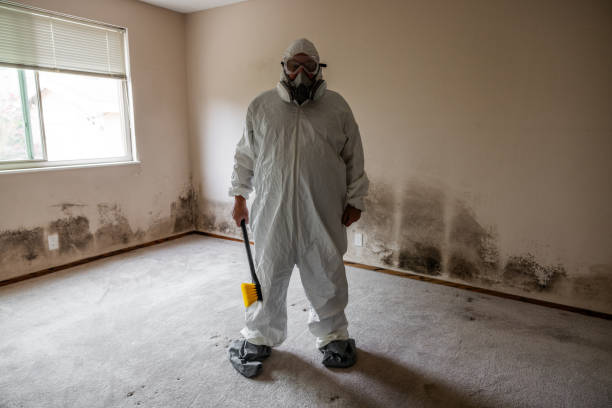 Best Local Mold Removal Service  in Cactus Flats, AZ