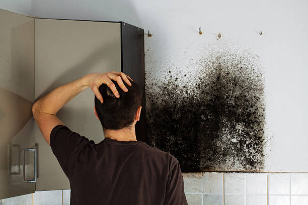 Office Mold Removal Services in Cactus Flats, AZ