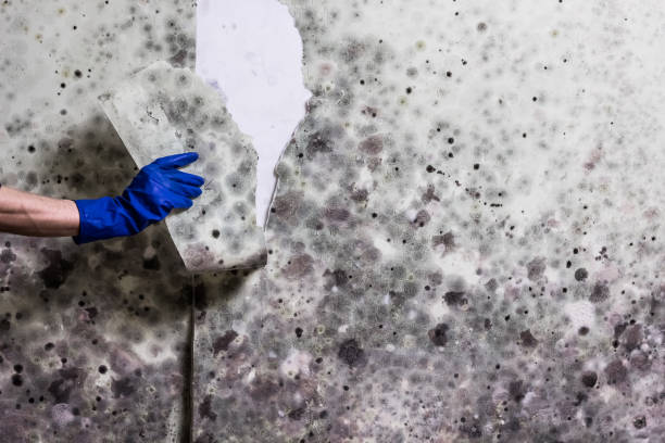 Best Toxic Mold Removal  in Cactus Flats, AZ